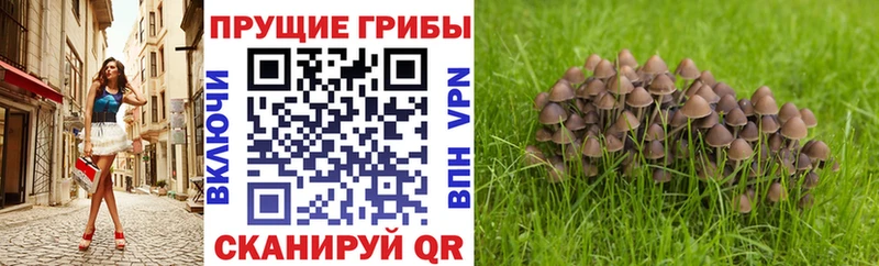 как найти закладки  ссылка на мегу онион  Псилоцибиновые грибы мухоморы  Снежногорск 